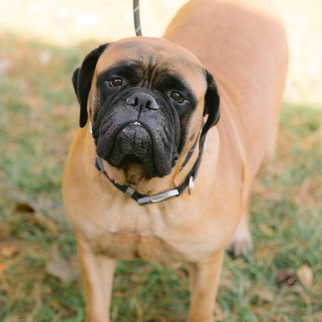 Lucy Ann, Adoptable, Adult Female Bullmastiff.