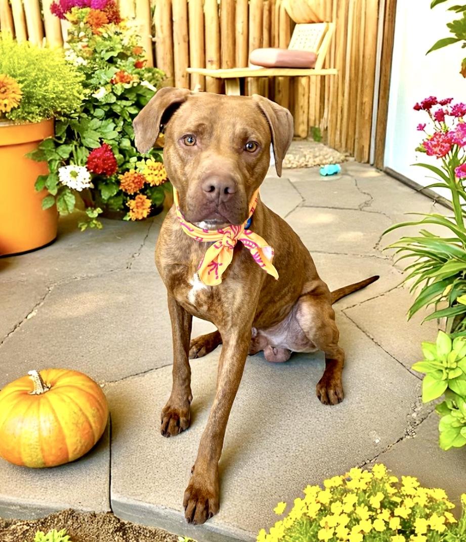 Homer, Adoptable, Young Male American Staffordshire Terrier & Rhodesian Ridgeback.