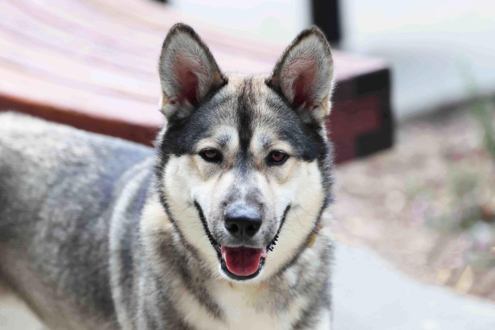 Mistletoe, Adoptable, Adult Female Siberian Husky.