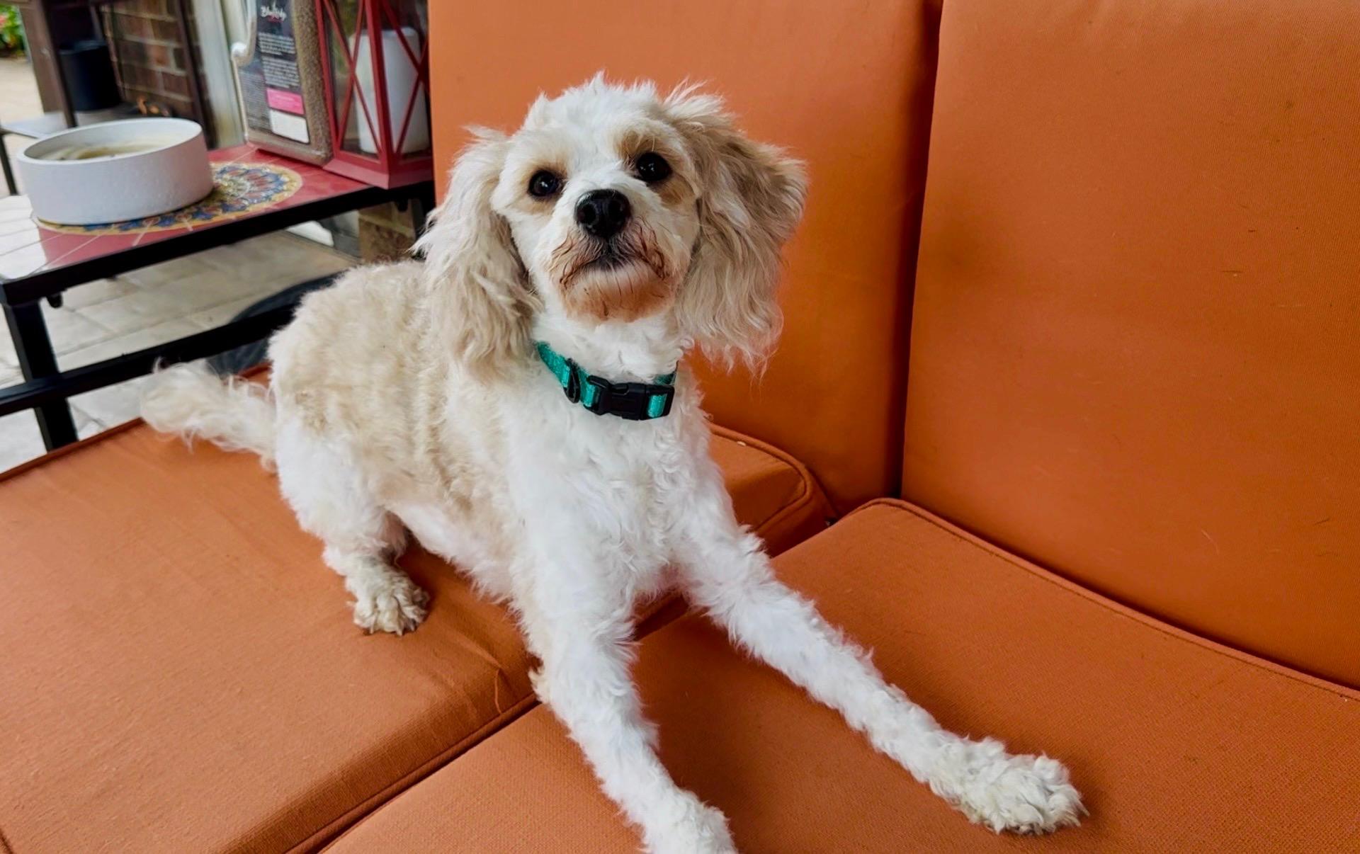 Enlarge Fluffernutter, a Adoptable Cavapoo in Lexington, KY image 4/4