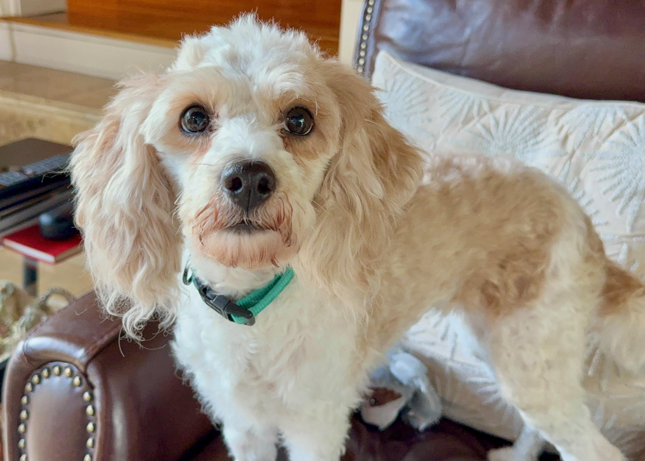 Fluffernutter, Adoptable, Adult Female Cavapoo.