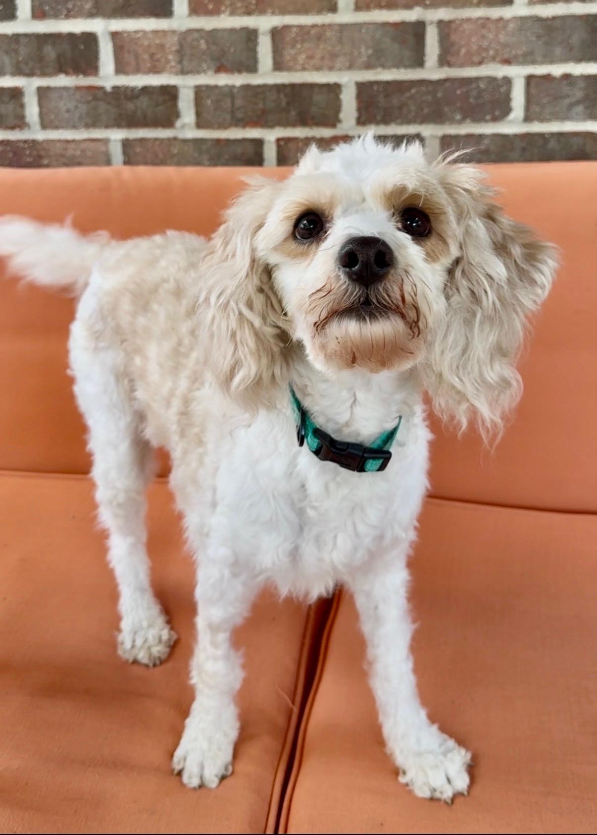 Enlarge Fluffernutter, a Adoptable Cavapoo in Lexington, KY image 3/4