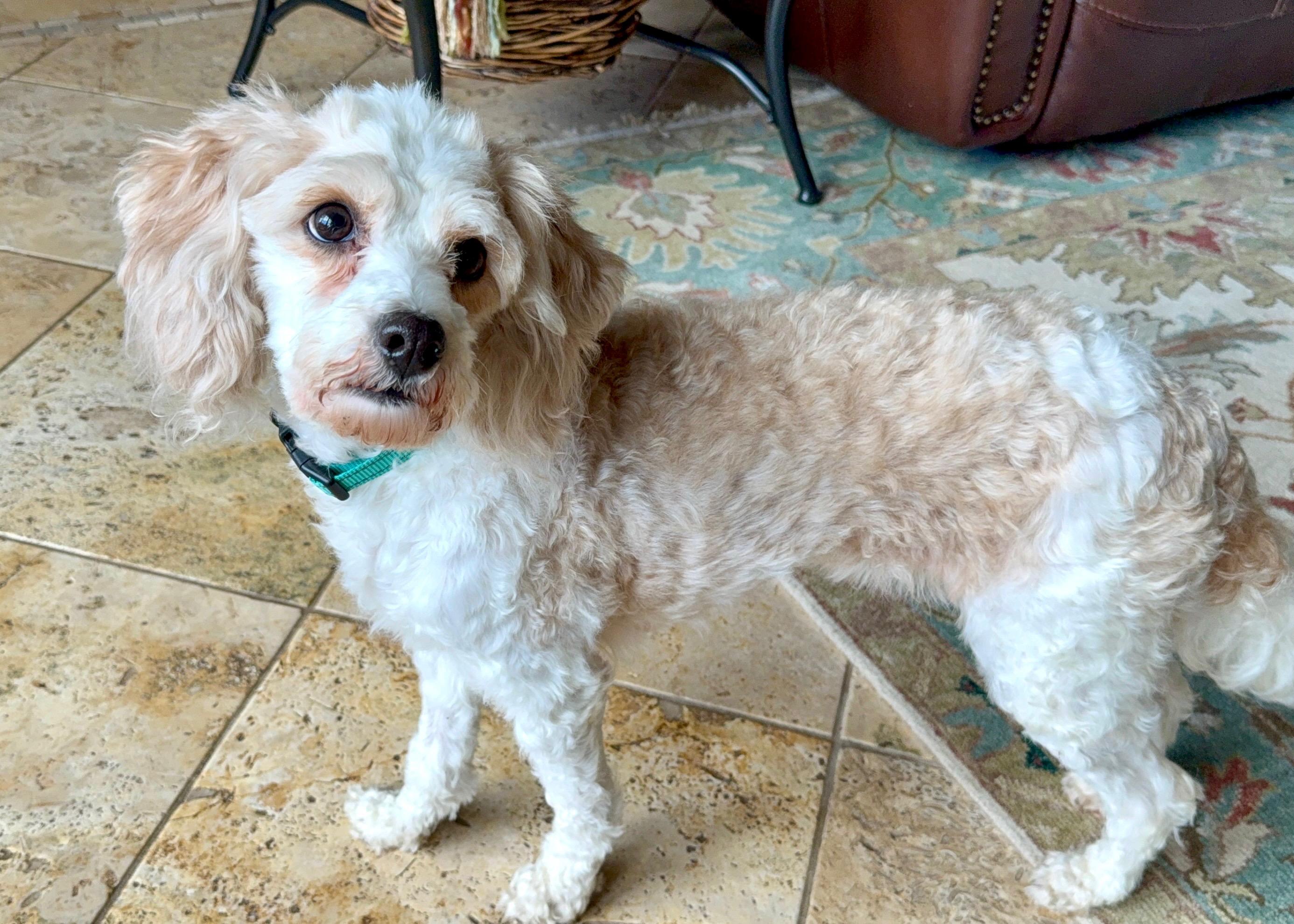 Enlarge Fluffernutter, a Adoptable Cavapoo in Lexington, KY image 2/4