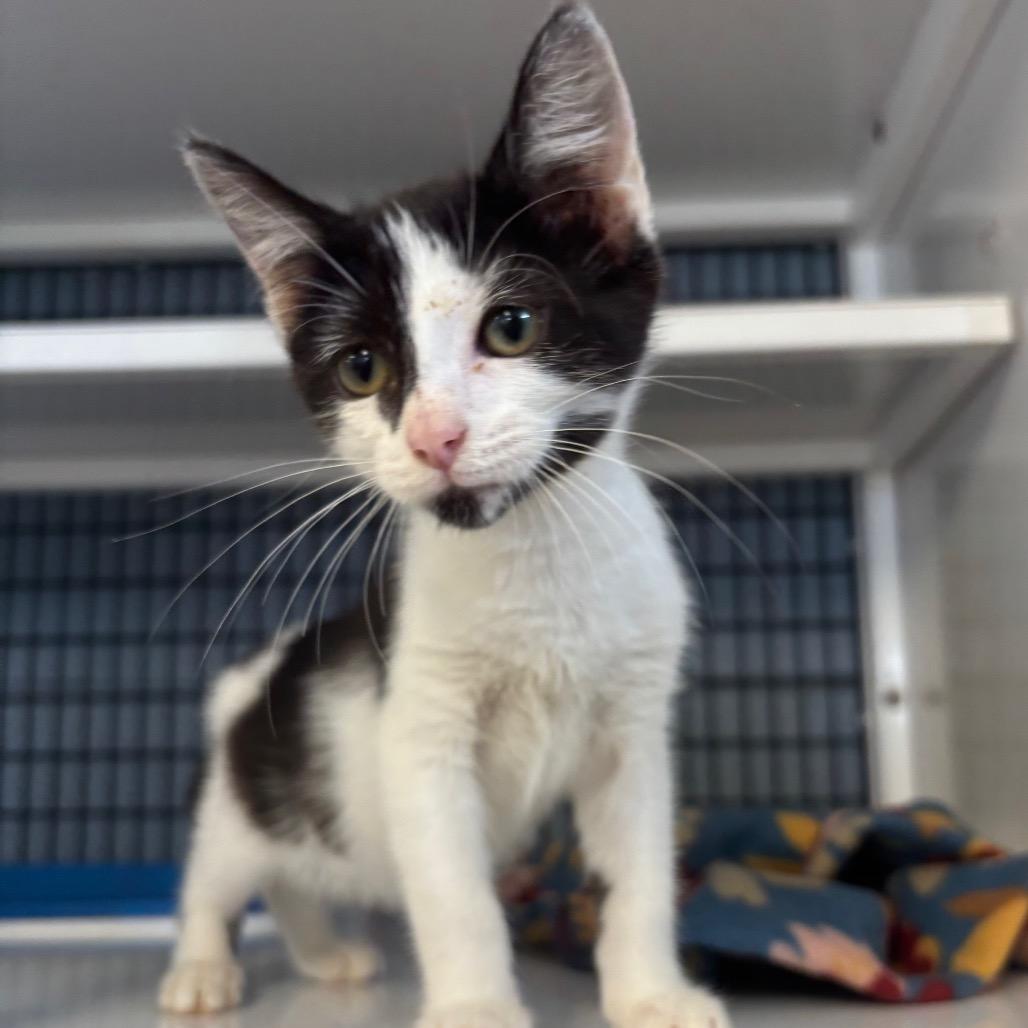 Enlarge Freya, a Adoptable Domestic Short Hair in Ruckersville, VA image 1/1