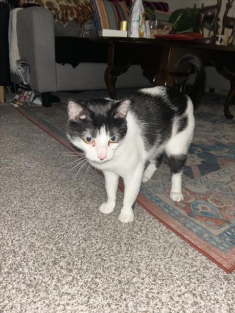 Enlarge PAPER RINGS, a Adoptable Domestic Short Hair in Derwood, MD image 1/1