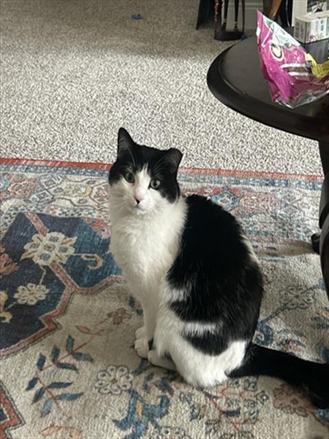 Enlarge PAPER RINGS, a Adoptable Domestic Short Hair in Derwood, MD image 1/1