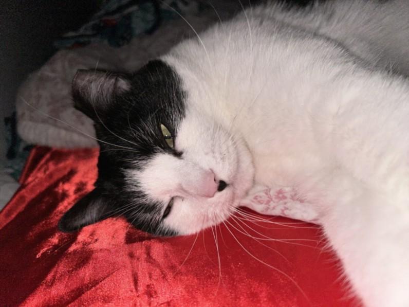 Enlarge PAPER RINGS, a Adoptable Domestic Short Hair in Derwood, MD image 2/2