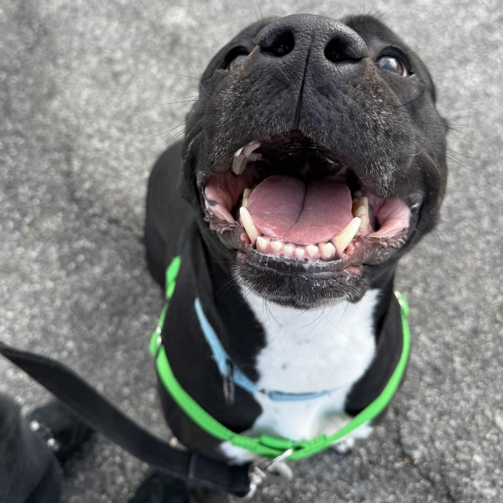 Enlarge Pantalones, a Adoptable Pit Bull Terrier in Baltimore, MD image 1/4