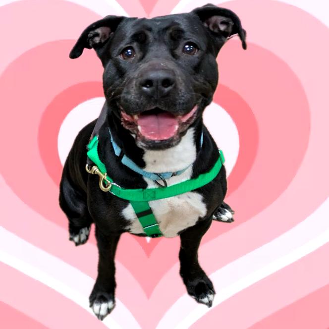 Enlarge Pantalones, a Adoptable Pit Bull Terrier in Baltimore, MD image 2/4