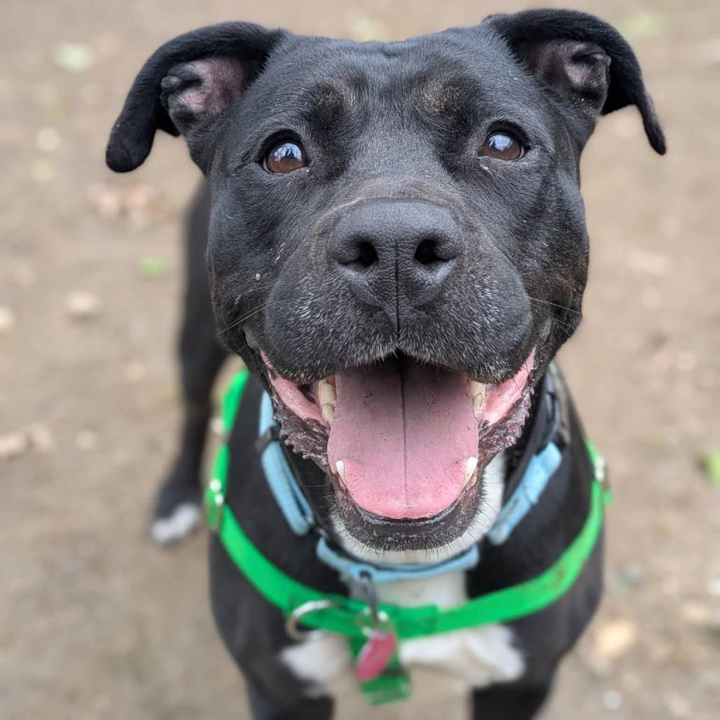 Enlarge Pantalones, a Adoptable Pit Bull Terrier in Baltimore, MD image 3/4