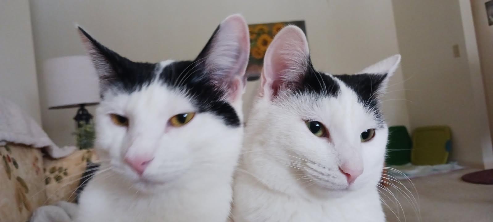 Happy and Hannah, Adoptable, Adult Female Domestic Short Hair.