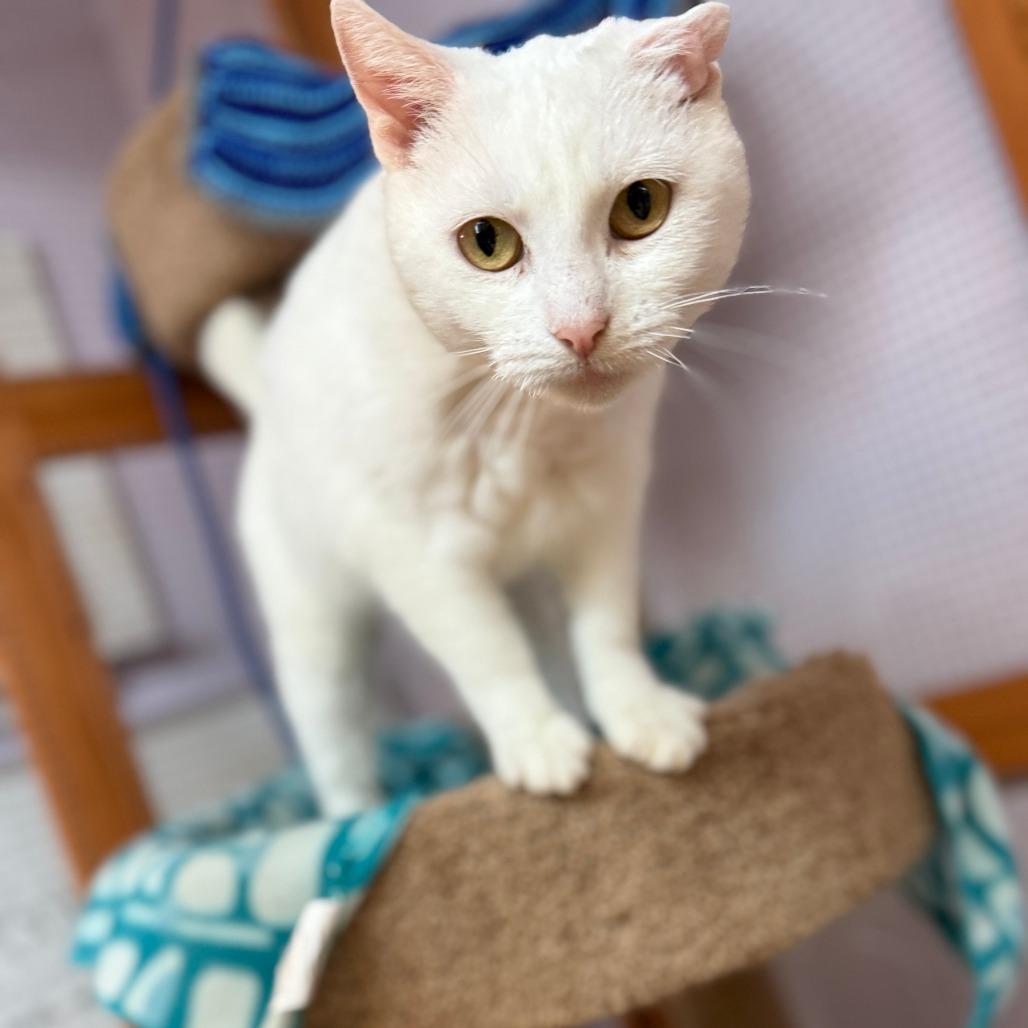 Enlarge Poppy, a Adoptable Domestic Short Hair in Madison, WI image 2/3