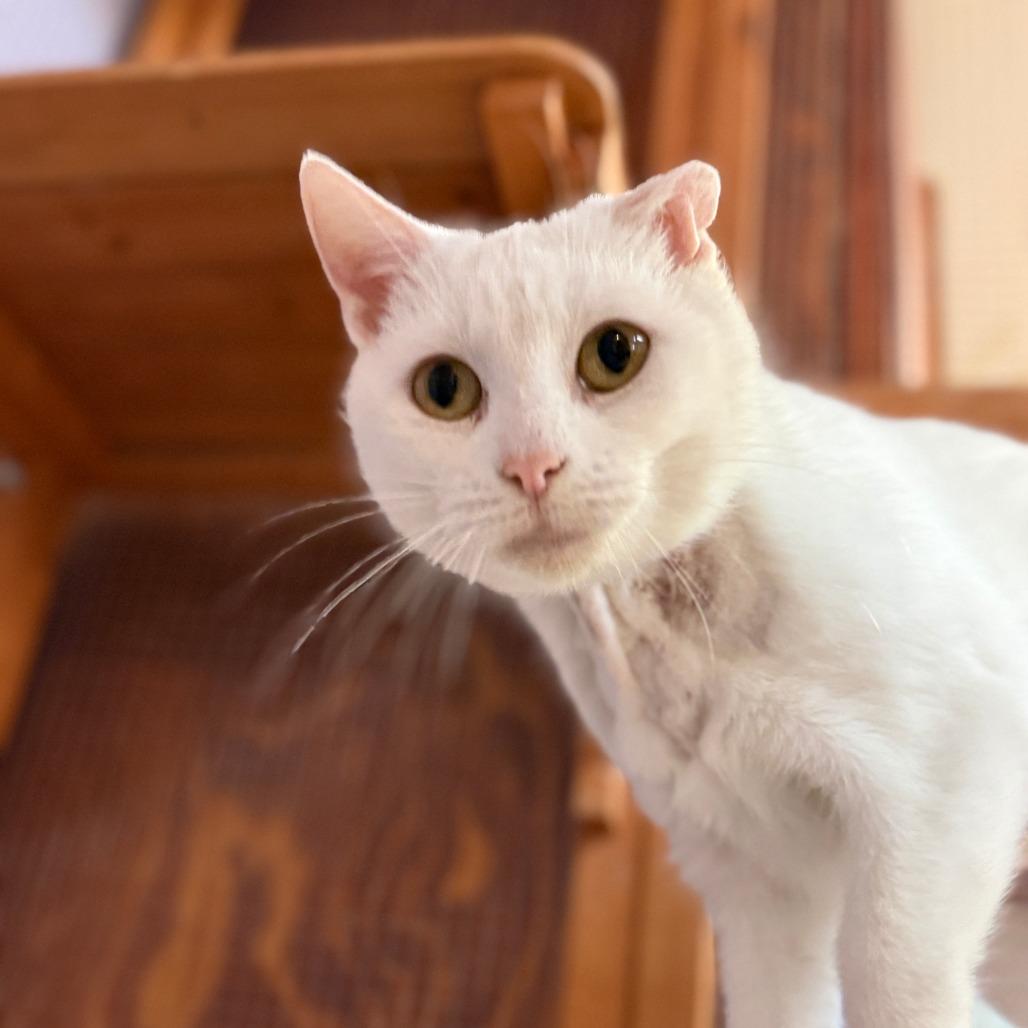 Enlarge Poppy, a Adoptable Domestic Short Hair in Madison, WI image 3/3