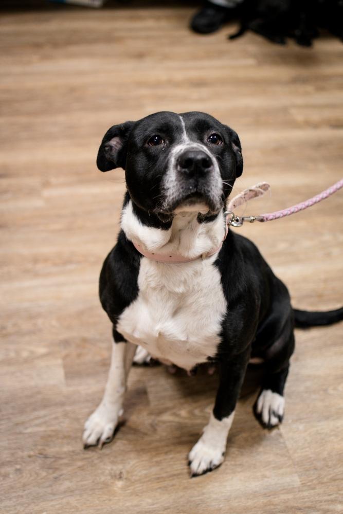 Enlarge Luna, a Adoptable mixed breed in Frankfort, NY image 2/4