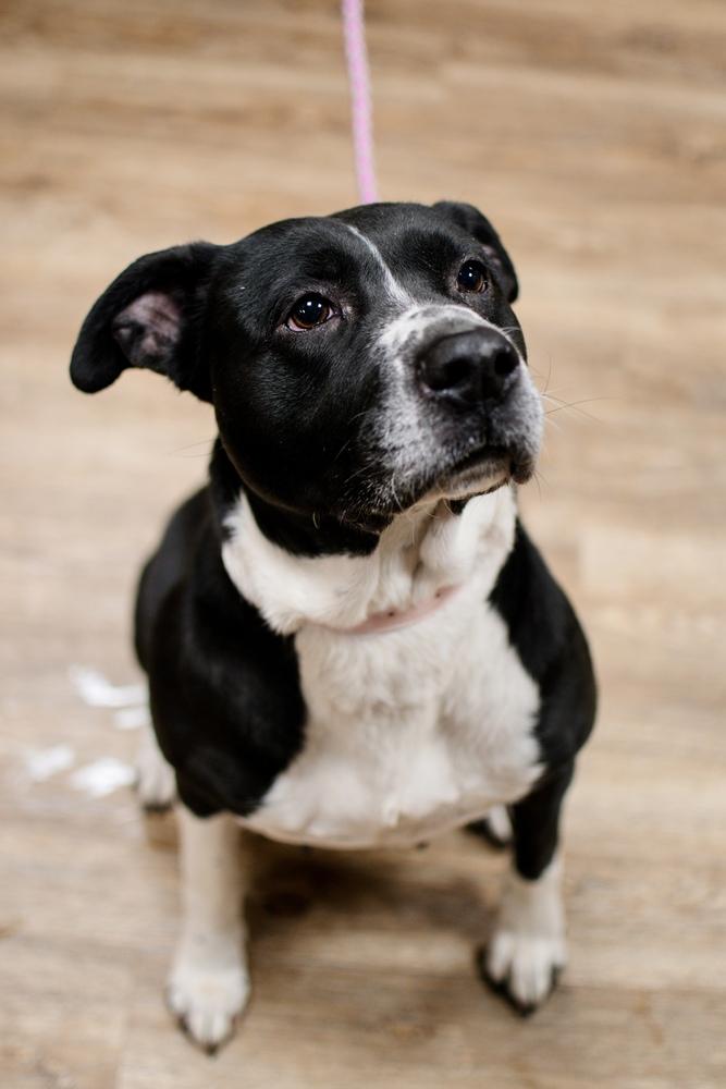 Enlarge Luna, a Adoptable mixed breed in Frankfort, NY image 4/4