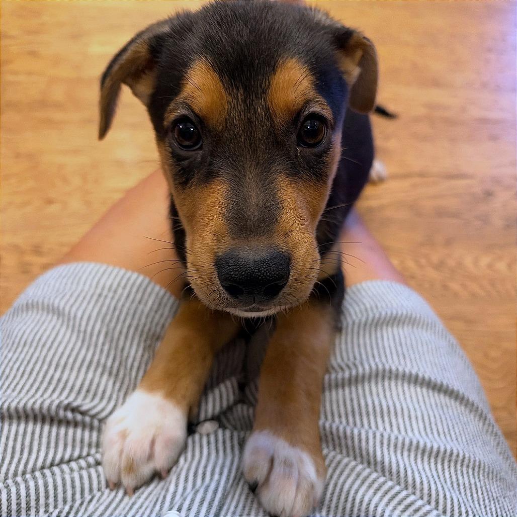 Bubbles, Adoptable, Puppy Female German Shepherd Dog & Mixed Breed.