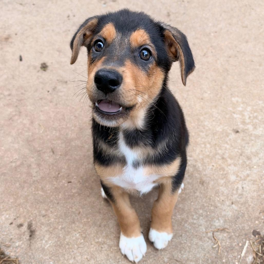 Enlarge Bubbles, a Adoptable mixed breed in Wichita, KS image 2/6