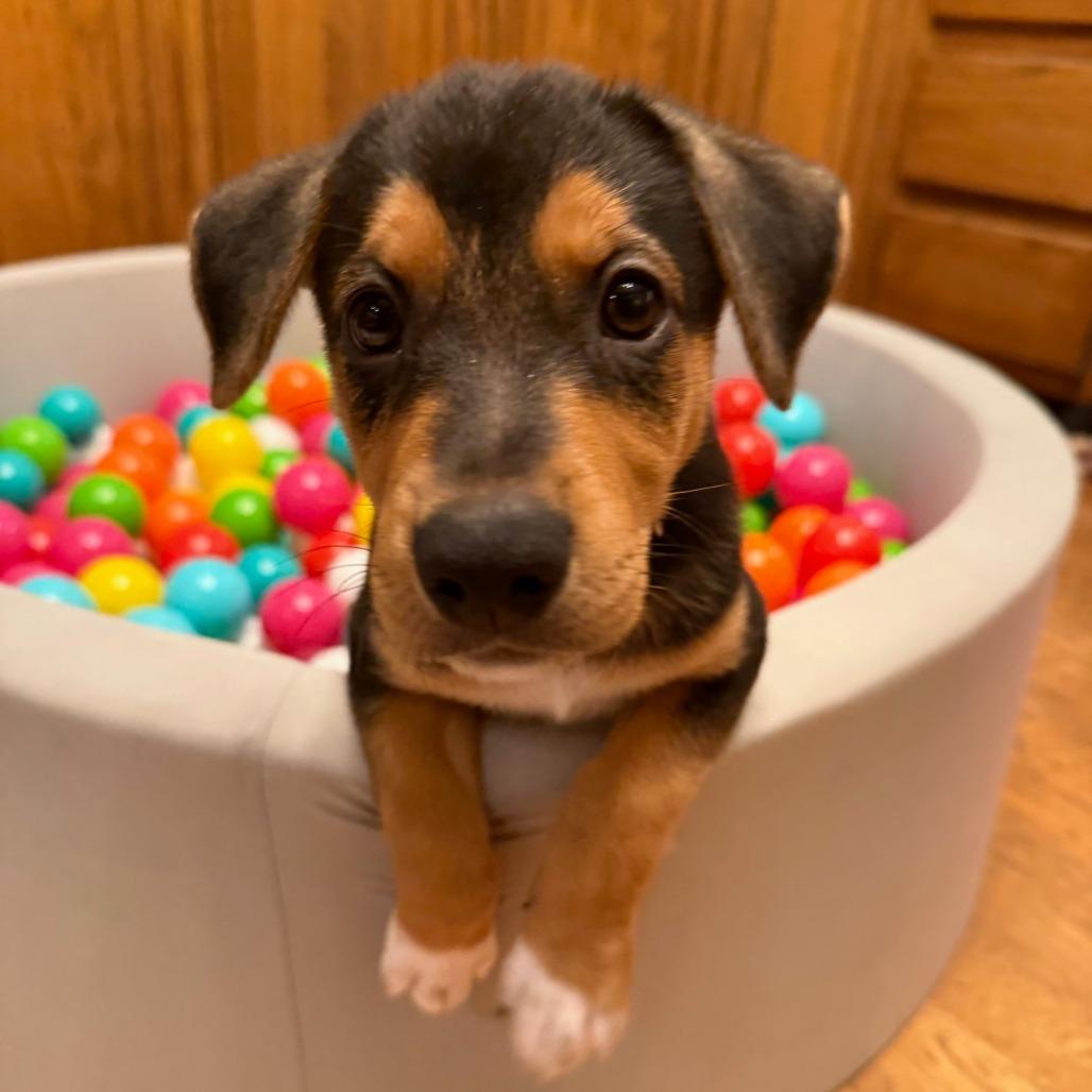 Enlarge Bubbles, a Adoptable mixed breed in Wichita, KS image 3/6