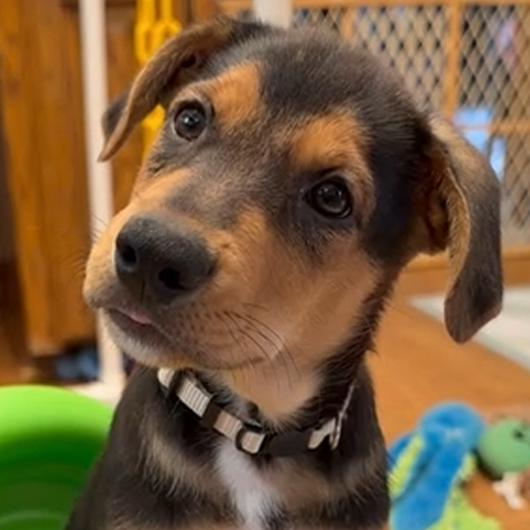 Enlarge Bubbles, a Adoptable mixed breed in Wichita, KS image 4/6