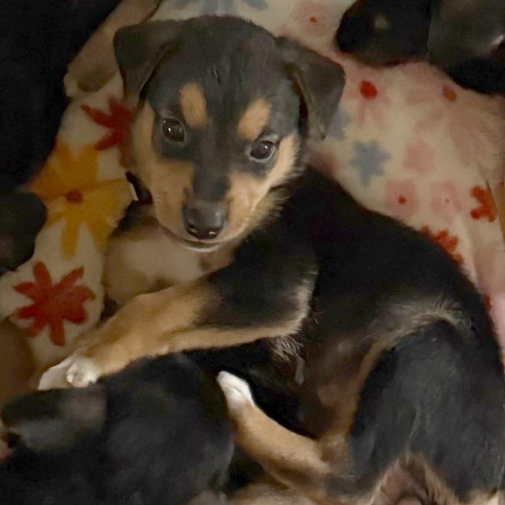 Enlarge Bubbles, a Adoptable mixed breed in Wichita, KS image 5/6