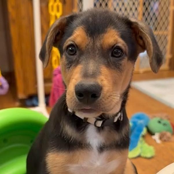 Enlarge Bubbles, a Adoptable mixed breed in Wichita, KS image 6/6