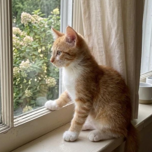 Oscar, an adopted American Shorthair in Union City, NJ image 4/5