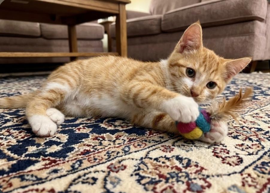 Oscar, an adopted American Shorthair in Union City, NJ image 1/5