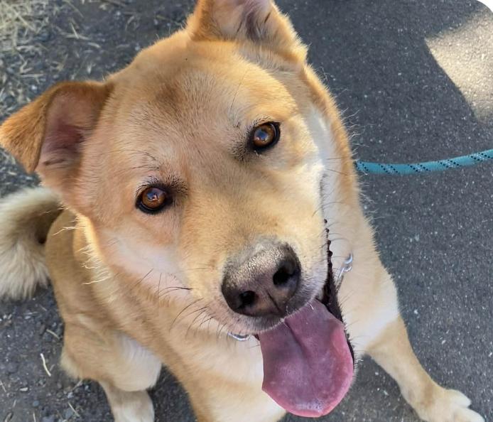 Duke, ADOPTABLE, Adult Male Jindo.