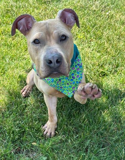 Hashbrown, Adult Male Mixed Breed