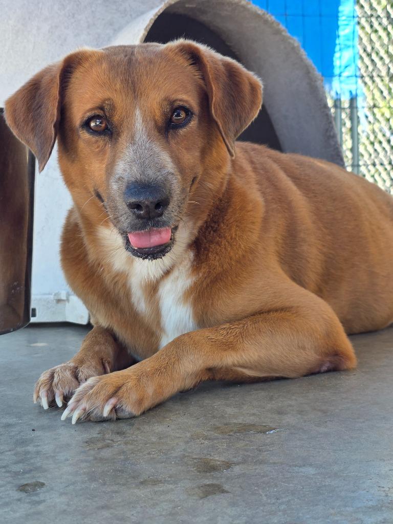 Seth Rollins, Adoptable, Adult Male Mixed Breed & Border Collie.