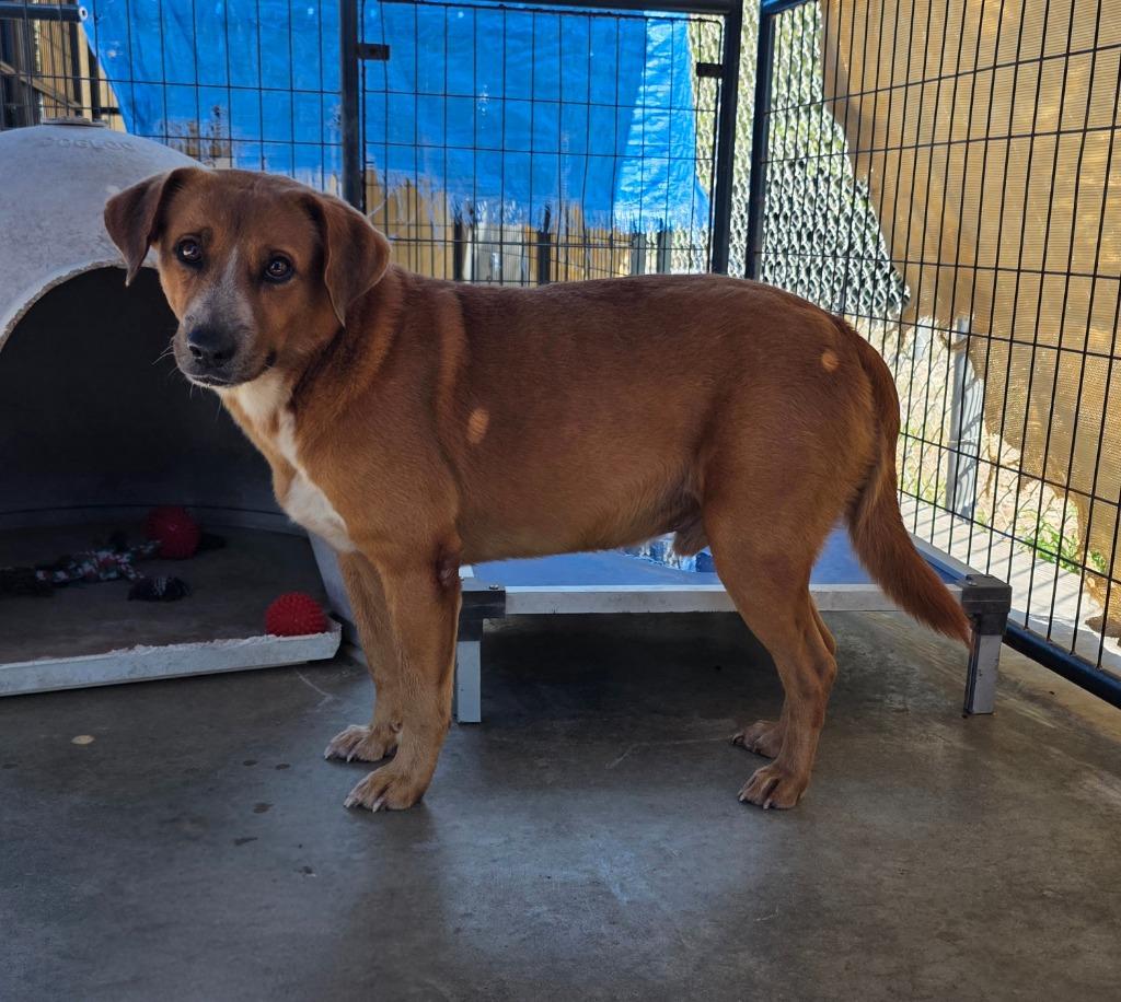 Enlarge Seth Rollins, a Adoptable mixed breed in Rockport, TX image 2/6