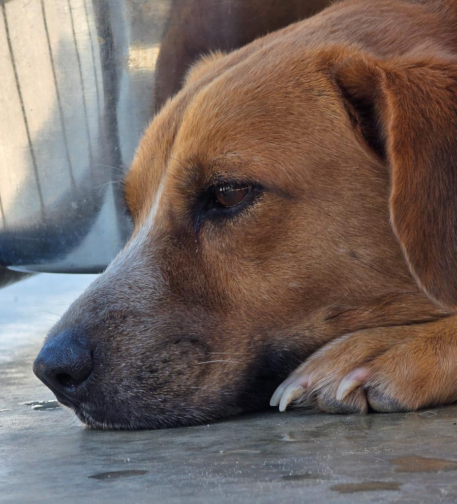 Enlarge Seth Rollins, a Adoptable mixed breed in Rockport, TX image 3/6