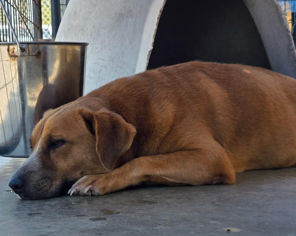 Enlarge Seth Rollins, a Adoptable mixed breed in Rockport, TX image 4/6