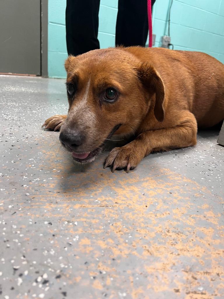 Enlarge Seth Rollins, a Adoptable mixed breed in Rockport, TX image 5/6