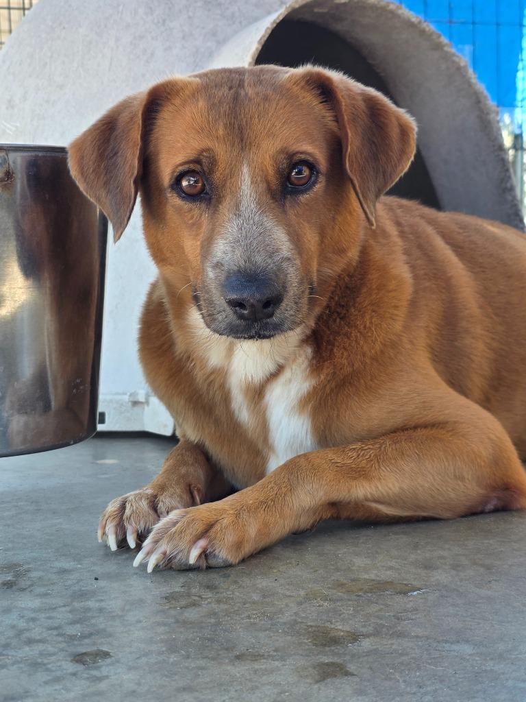 Enlarge Seth Rollins, a Adoptable mixed breed in Rockport, TX image 6/6