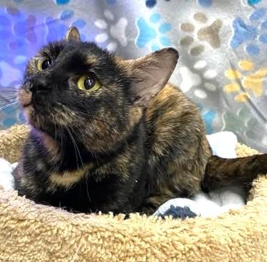 ERIN, Adoptable, Adult Female Domestic Short Hair & Domestic Short Hair.