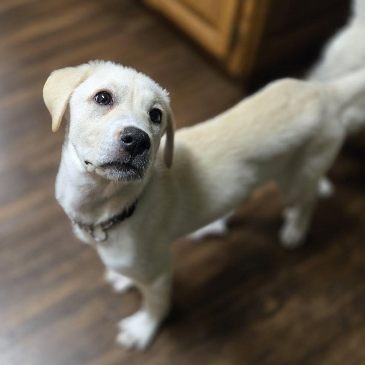 Enlarge Frosting, a ADOPTABLE mixed breed in Racine, WI image 3/3