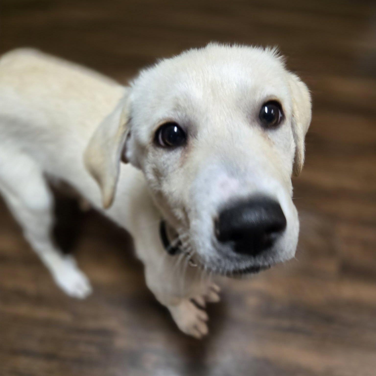 Frosting, ADOPTABLE, Young Female Great Pyrenees.