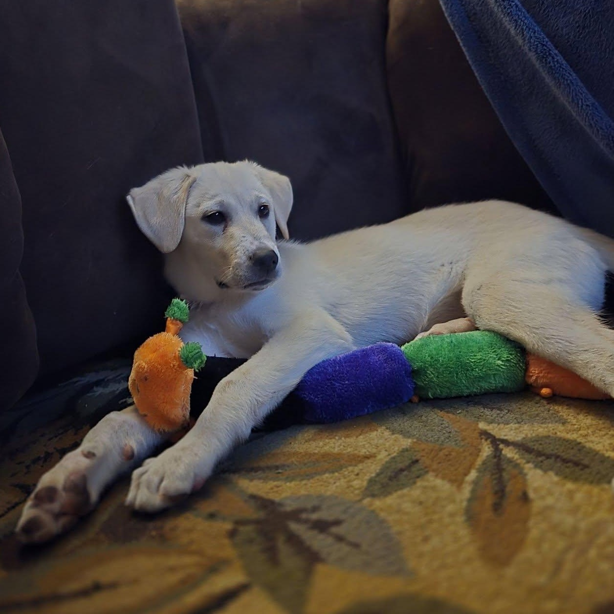Enlarge Frosting, a ADOPTABLE mixed breed in Racine, WI image 2/3