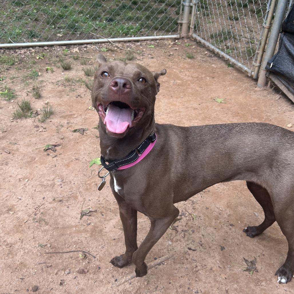 Cocoa, Adoptable, Adult Female Mixed Breed.