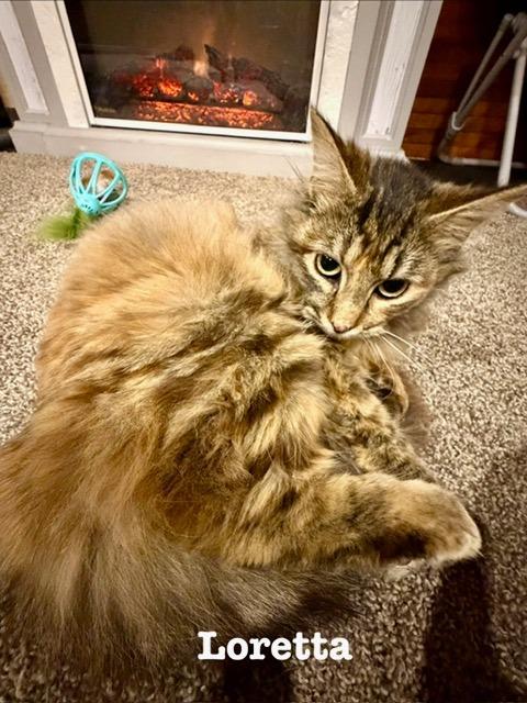 Enlarge Loretta, a Adoptable Domestic Medium Hair in Cloquet, MN image 1/1