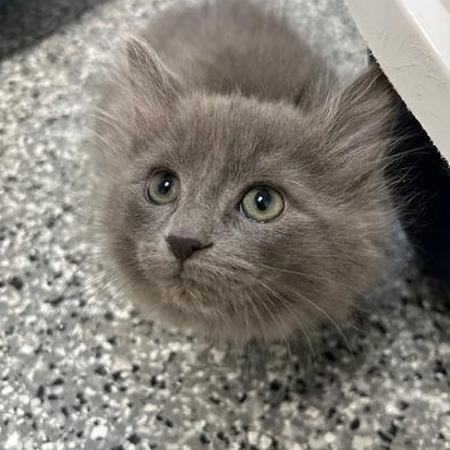 Opal, an adopted Domestic Long Hair in Bryan, OH image 1/2