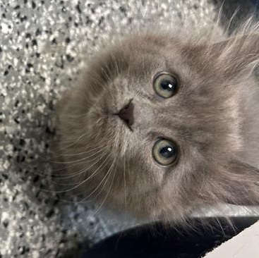 Opal, an adopted Domestic Long Hair in Bryan, OH image 2/2