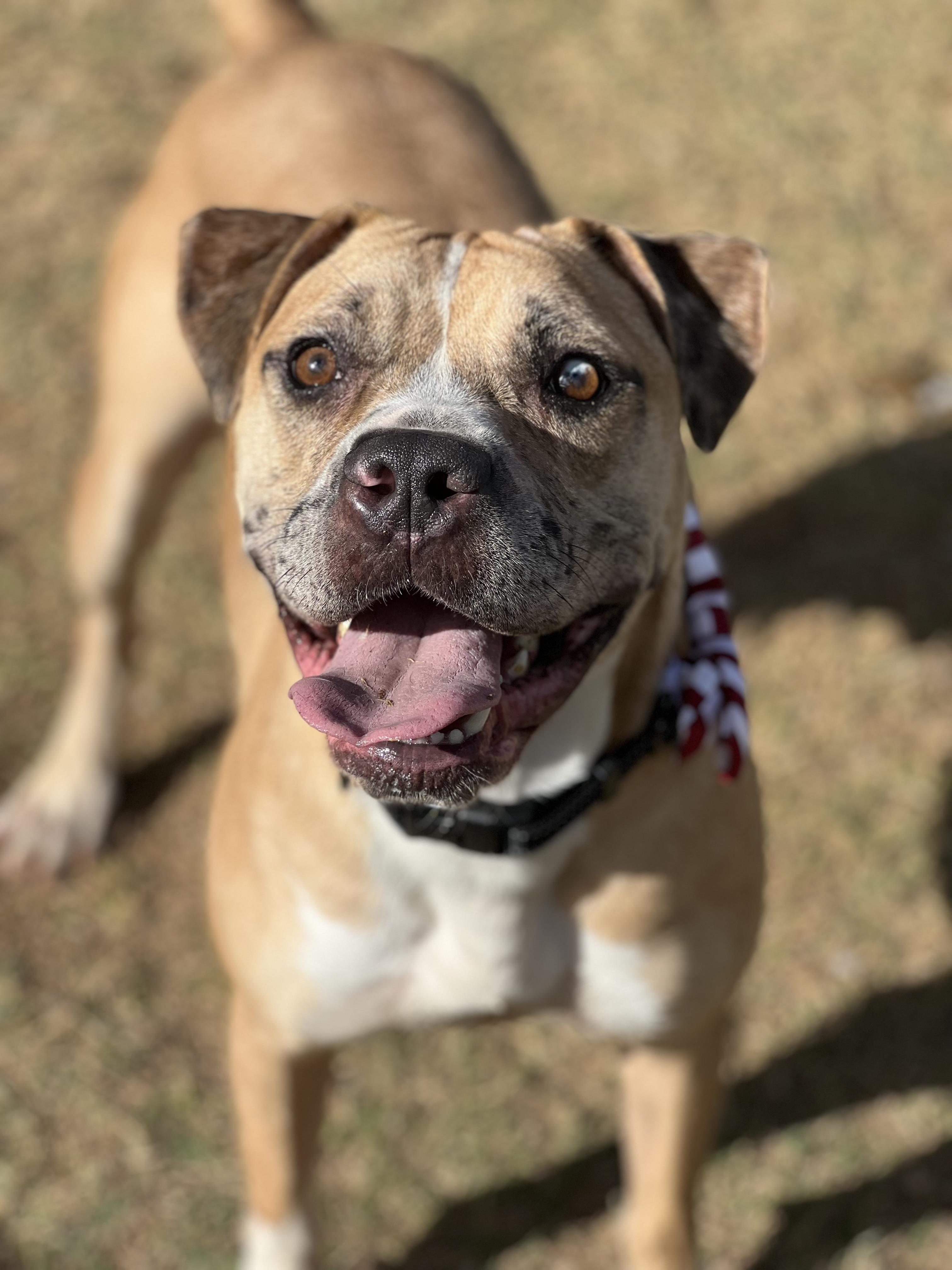 Enlarge Outlaw , a ADOPTABLE mixed breed in Phoenix, AZ image 2/3