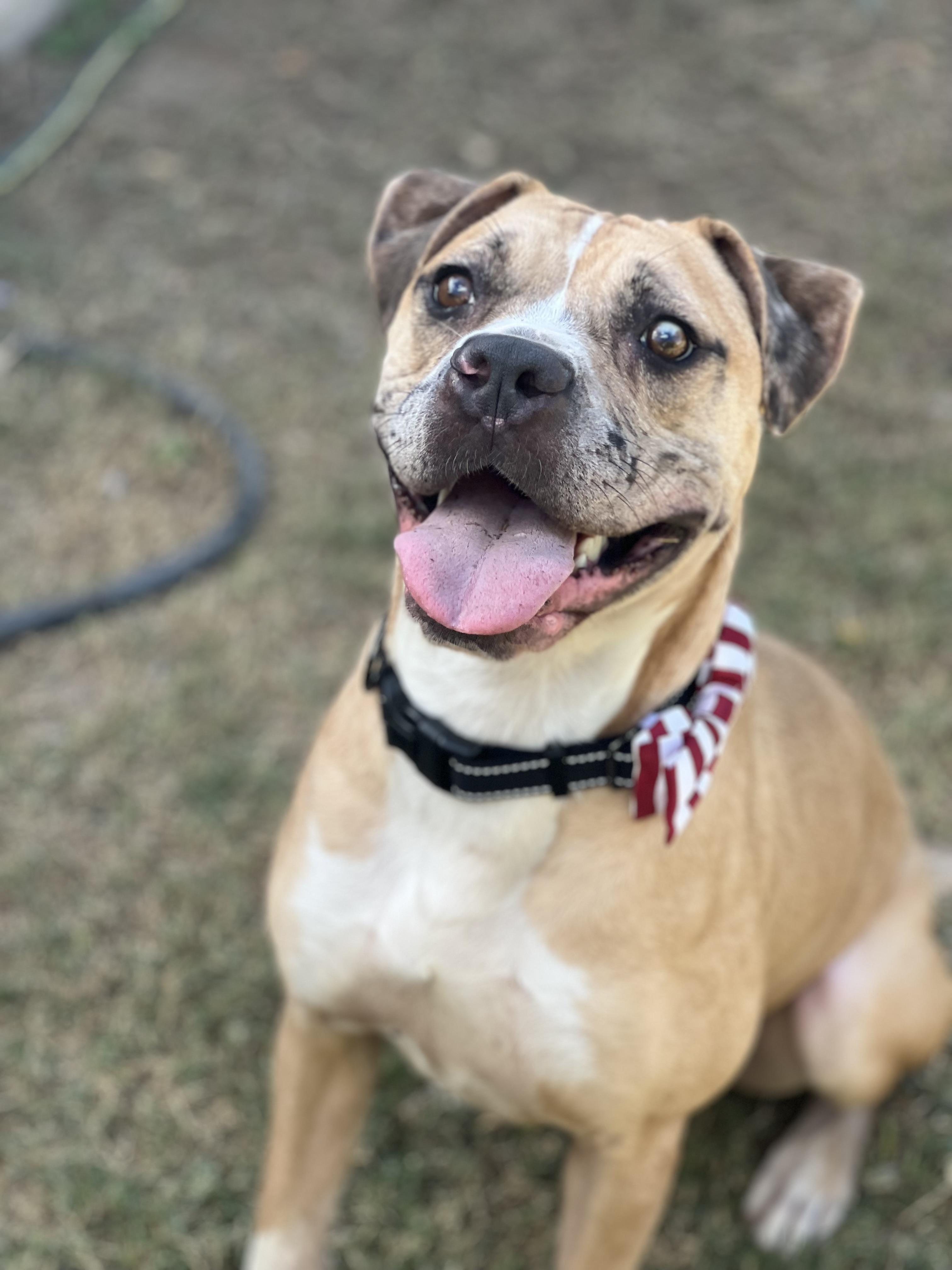 Enlarge Outlaw , a ADOPTABLE mixed breed in Phoenix, AZ image 1/3