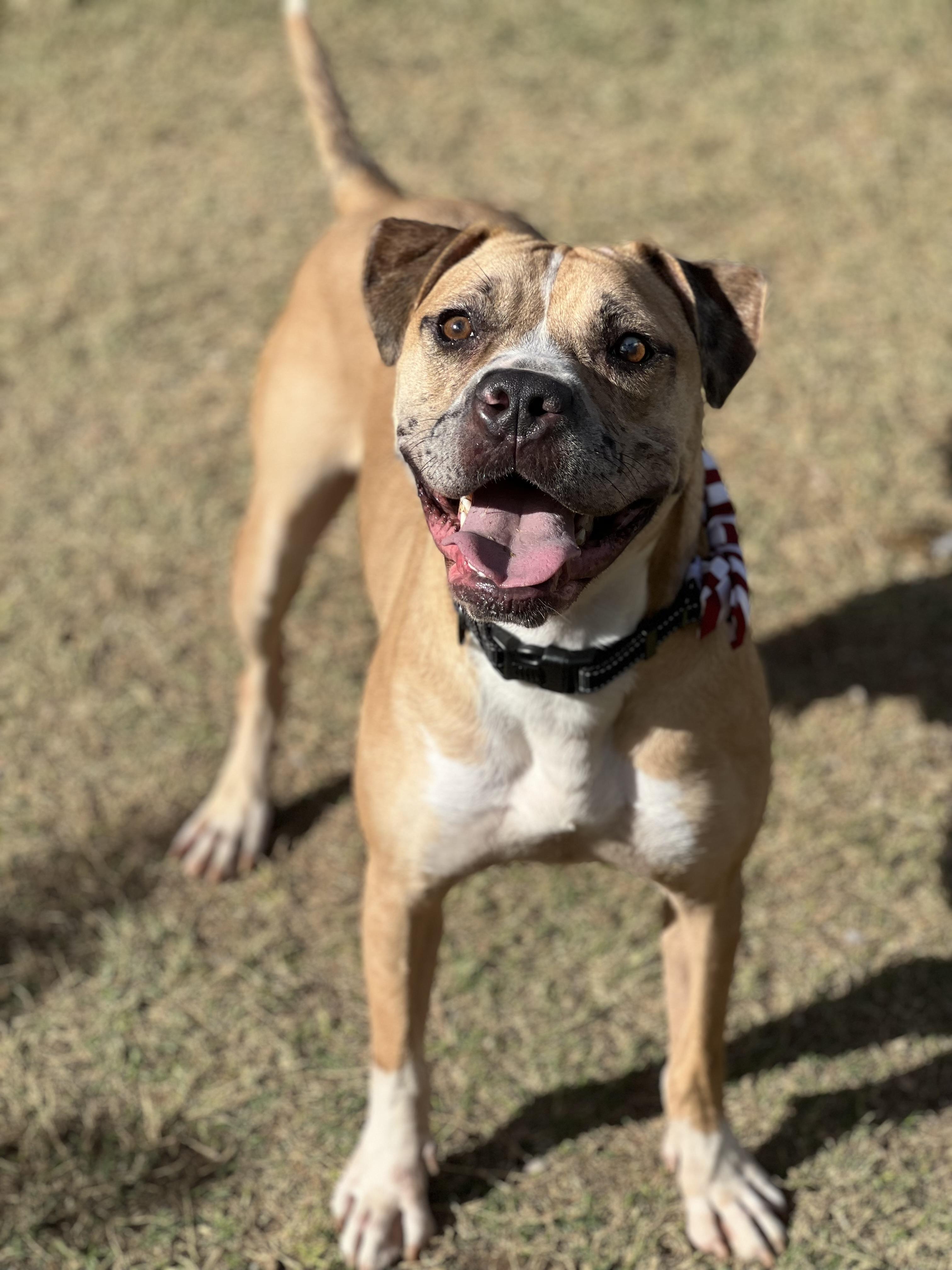 Enlarge Outlaw , a ADOPTABLE mixed breed in Phoenix, AZ image 3/3