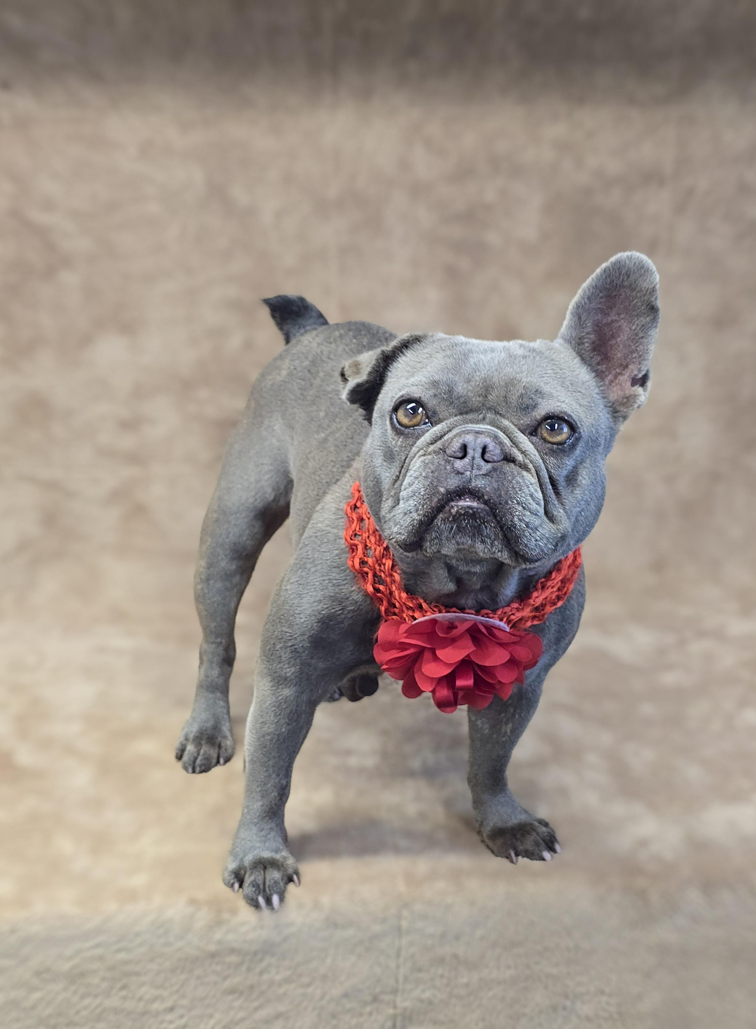 Enlarge Dory, a Adoptable French Bulldog in San Pedro, CA image 3/6