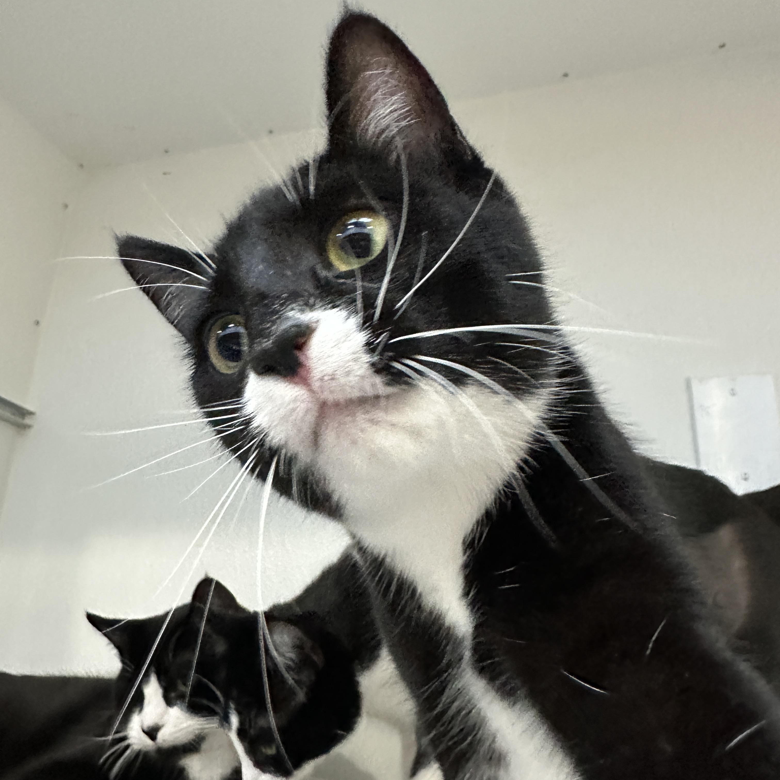 Phobe, an adoptable Domestic Short Hair in Courtenay, BC, V9N 7T4 | Photo Image 5
