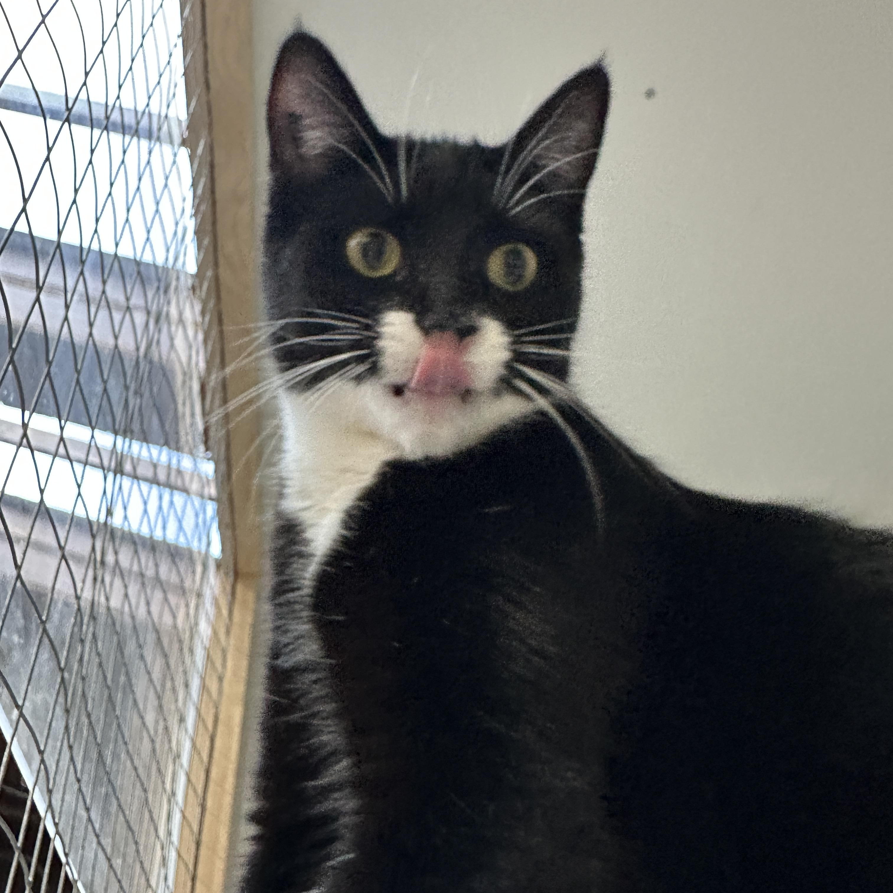 Phobe, an adoptable Domestic Short Hair in Courtenay, BC, V9N 7T4 | Photo Image 4