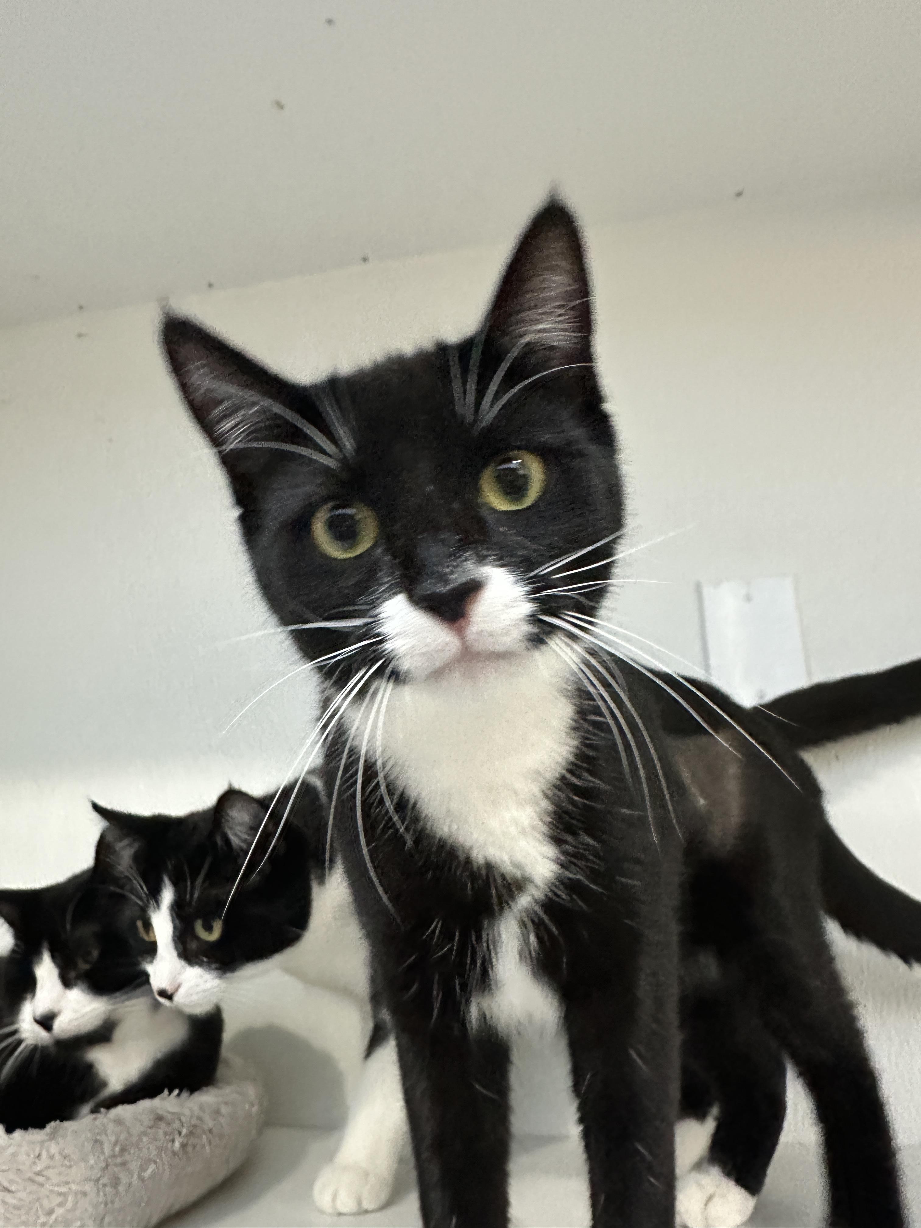 Phobe, an adoptable Domestic Short Hair in Courtenay, BC, V9N 7T4 | Photo Image 1